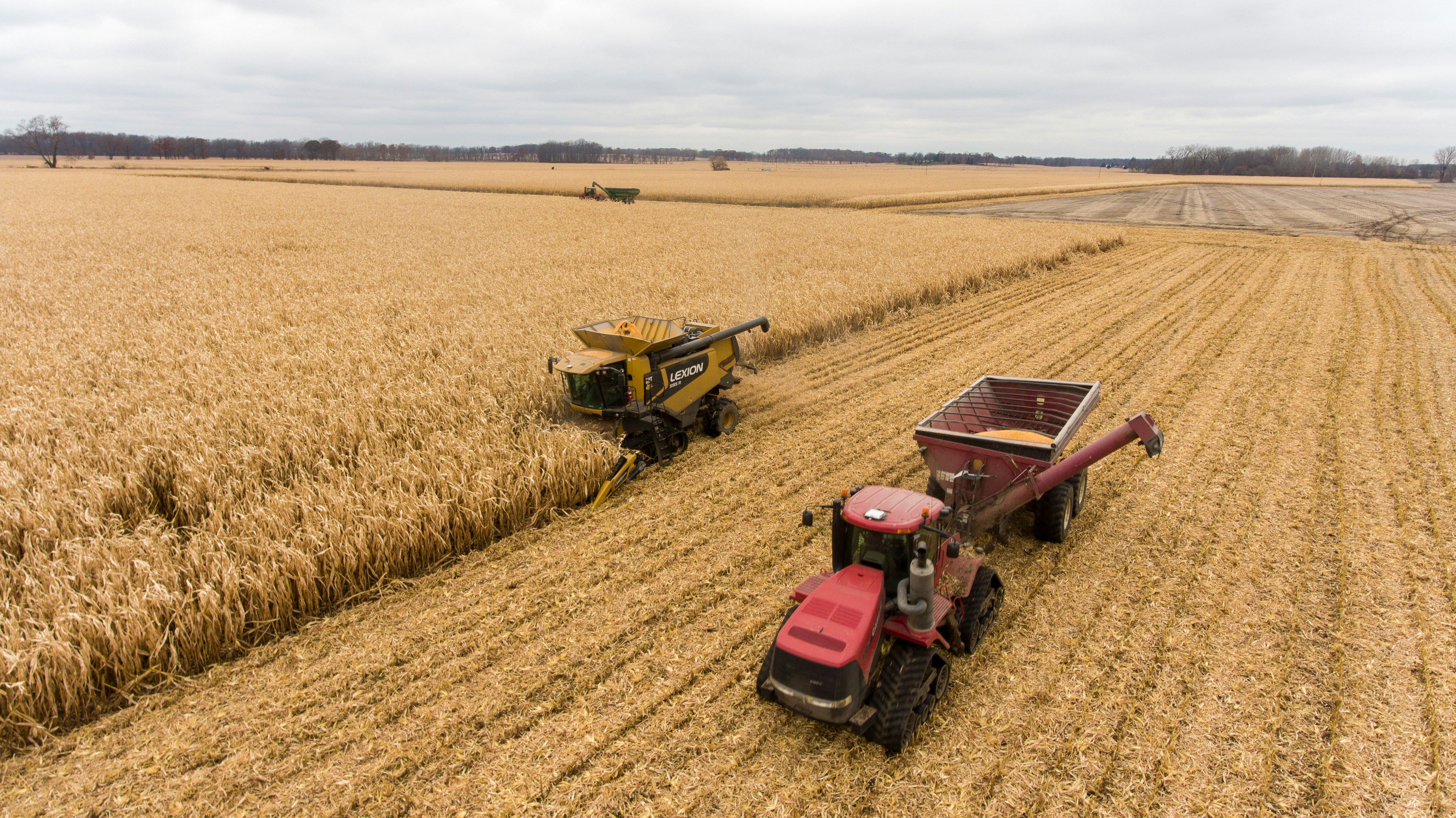 Golden wheat harvest ready processing