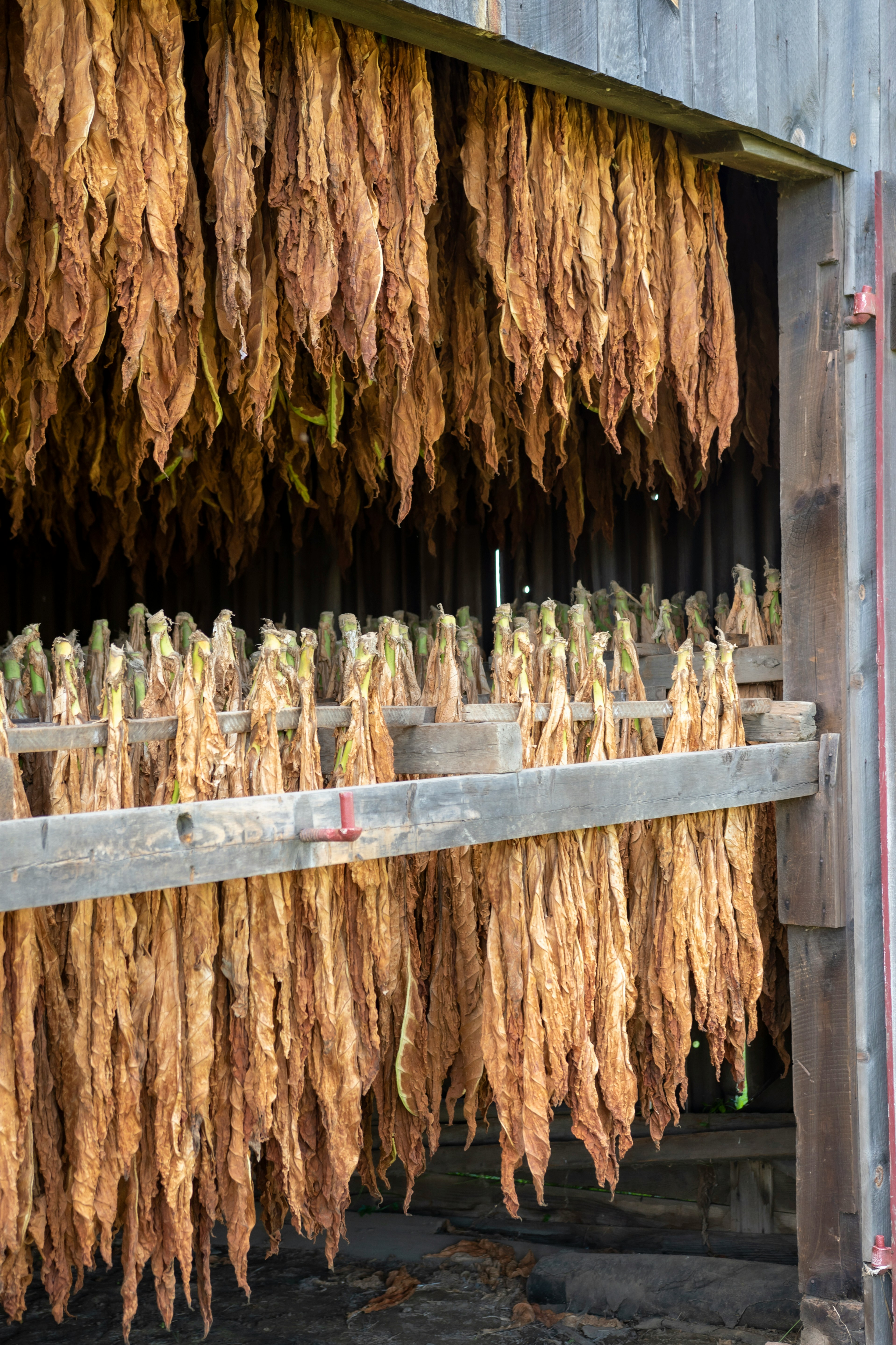 High-quality tobacco leaf dried curing